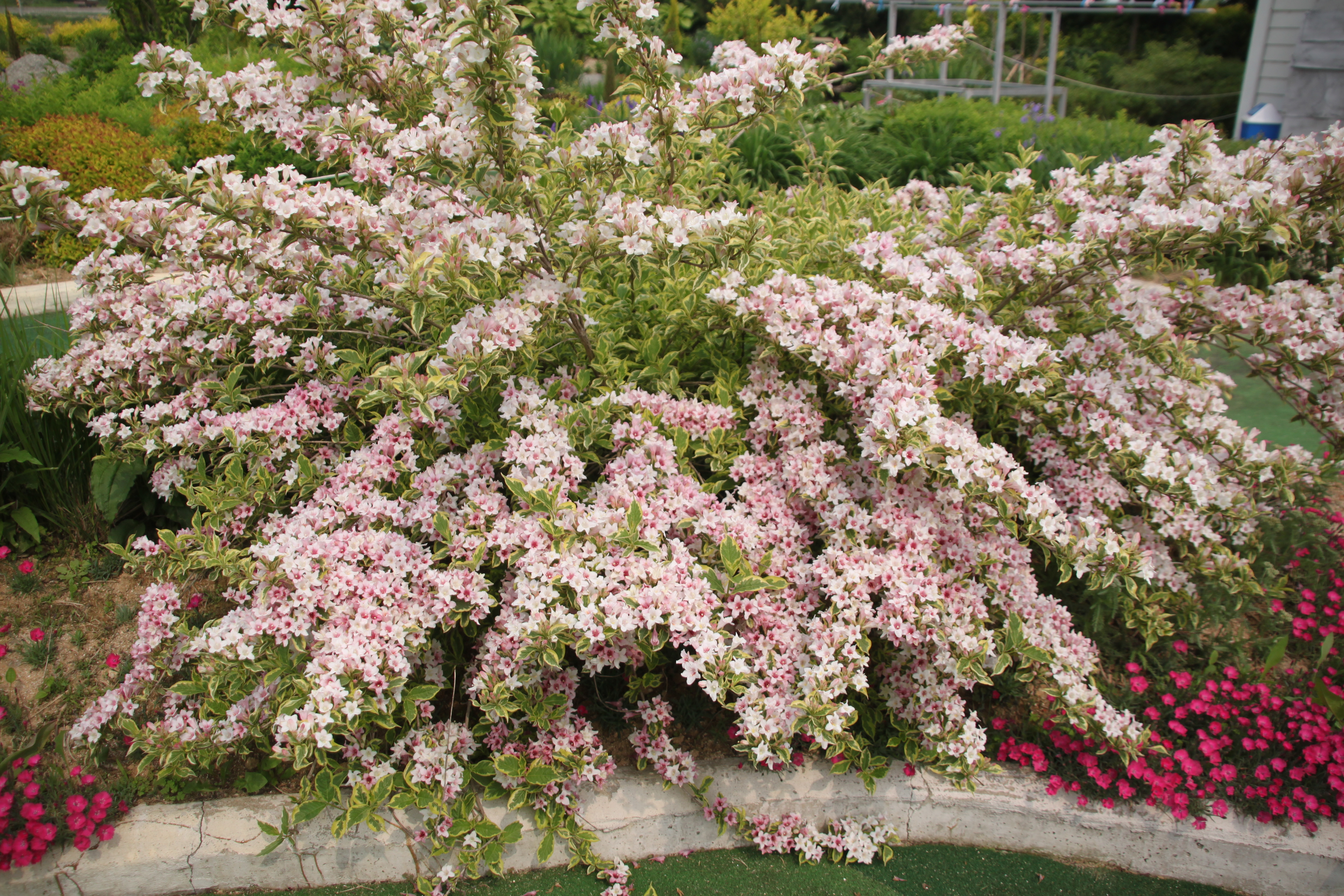 Weigela florida 'Variegata'